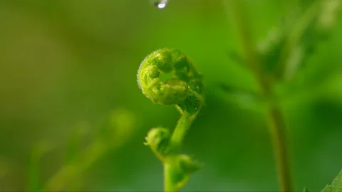 The water dripped on the leaves02 Stock Footage 234966652