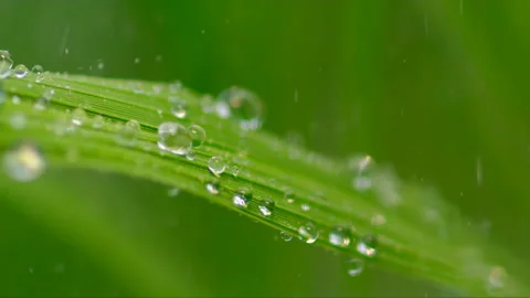 The water dripped on the leaves03 Stock Footage 234966754