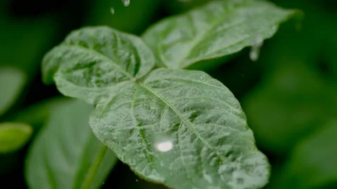 The water dripped on the leaves04 Stock Footage 234966765