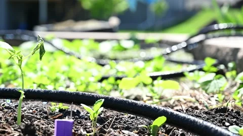 Water dripping from black rigid soaker hose with garden background Stock Footage 138670692