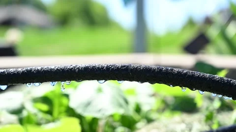 Water dripping from black rigid soaker hose with garden background Stock Footage 138670727