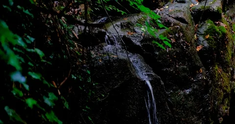 Water dripping down from on a cold rock in the dark forest Stock Footage 125773335