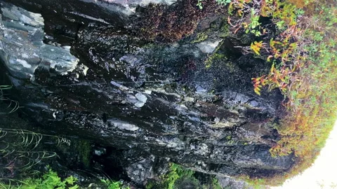 Water dripping down from green moss on a cold rock next to a waterfall Video stock 232954371