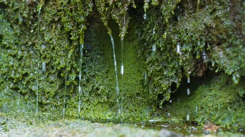 Water Dripping Down Moss Close Up 動画素材 63213252