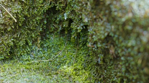 Water Dripping Down Moss 動画素材 63213354