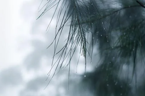 Water dripping down from needle-like pine leaves in cold misty and foggy cond Stock Photos
