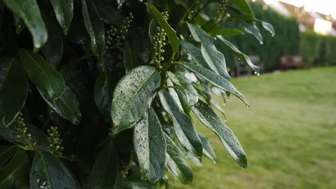 Water Dripping Down From A Plant Stock Footage 128205177