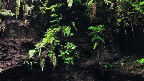 Water dripping down from the rock wall Stock Footage 297062356