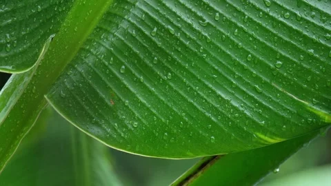 Water Dripping from Edge of Banana Leaf Close Up Fresh Tropical Foliage. Stock Footage 338030256
