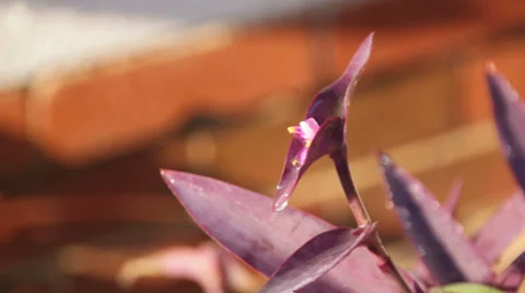 Water dripping on flower Stock Footage 35240905