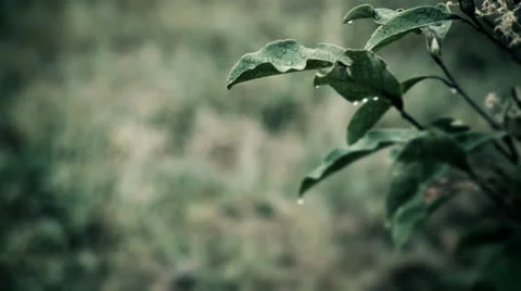 Water Dripping Vídeo Stock 27189737