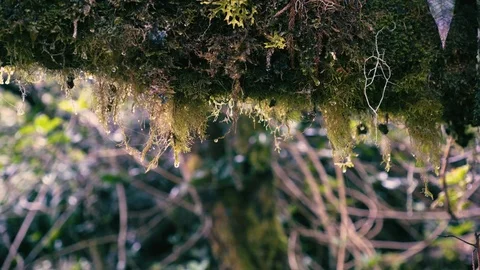 Water dripping from forest log Stock-Footage 82177788