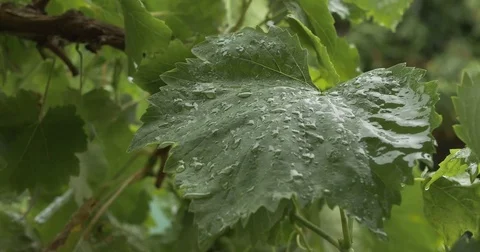 Water dripping onto green grapevine leaf during rainy season Video stock 83131716