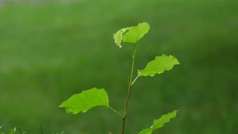 Water Dripping off Green Leaf During Rain Slow Motion, 4K Stock Footage 78548935
