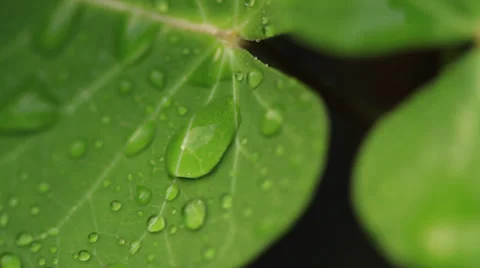 Water dripping from green leaf Stock Footage 27978440