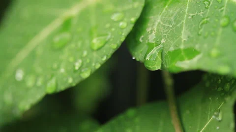 Water dripping from green leaf Stock Footage 27978506