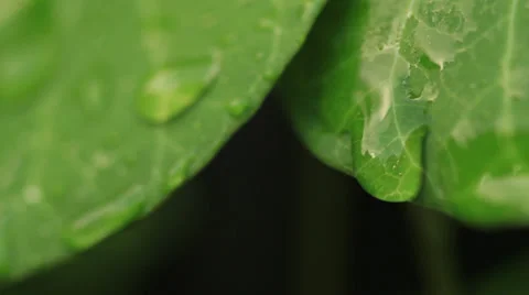 Water dripping from green leaf Stock Footage 27978603