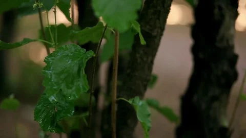 Water dripping on hazelnut sapling Stock Footage 78984845