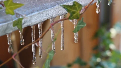 Water dripping from icicles, surrounded by green ivy leaves. Stock Footage 88983089
