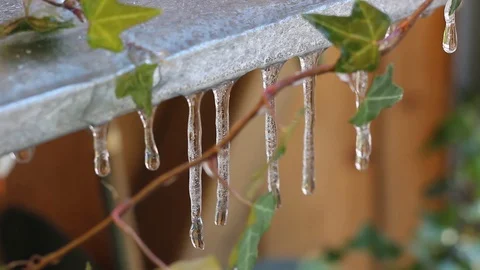 Water dripping from icicles, surrounded by ivy. Stock Footage 88983129