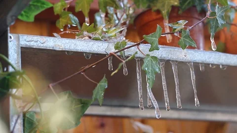 Water dripping from icicles, surrounded by ivy. Stock Footage 88983165