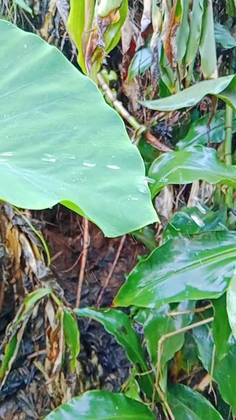 Water dripping from a large green taro leaf in nature Stock Footage 346746006