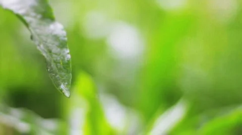Water Dripping From Leaf Stock Footage 727620
