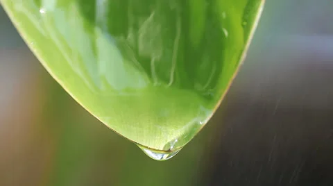 Water dripping from leaf Stock Footage 24844890