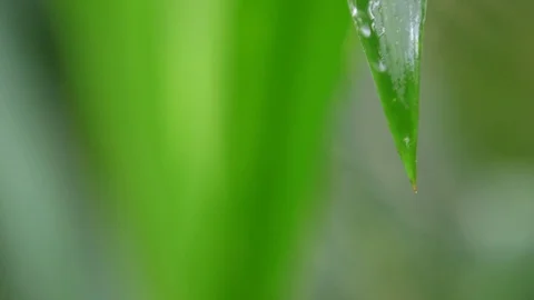 Water Dripping Off Leaf Stock Footage 74643796
