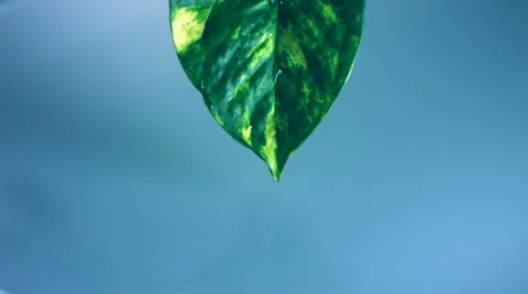 Water dripping from leaf, Slow Motion Stock Footage 9303274