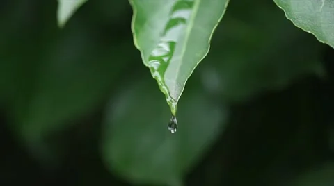 Water dripping from leaf Slow Motion Stock Footage 68906720