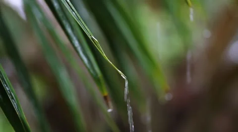 Water dripping from a leaf. which sound Stock Footage 56889101