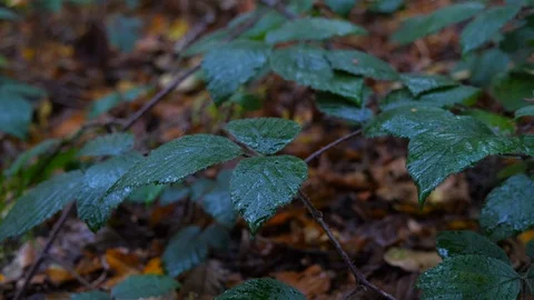 Water dripping from a leaf in the woods Vídeo Stock 127287568