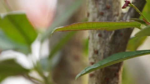 Water Dripping Off of Leaves Video stock 63115677