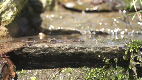 Water dripping off ledge and moss and autumn leaves in sun Stock Footage 172134260