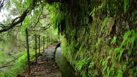 Water dripping into the levada, typical water canal on Madeira island Stock Footage 318517837