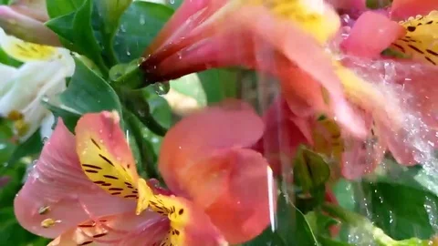 Water dripping on lilies Video stock 76643164