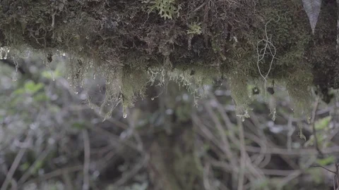 Water dripping from log in a forest slog2 Stock-Footage 82448502
