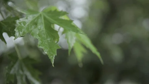 Water Dripping off Maple Leaf Video stock 91918922