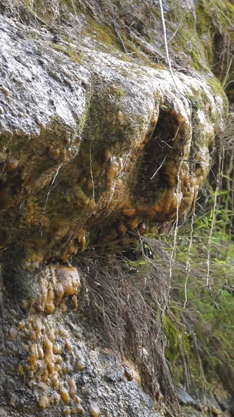 Water Dripping From Moss Covered Rock On Mountain - Vertical Footage Stock Footage 343437846