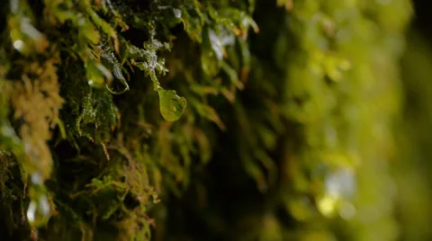 Water Dripping Off Moss Stock Footage 27806757