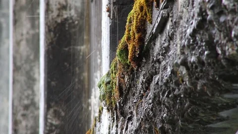 Water Dripping on Moss on Side of Building-static CU Whittier Alaska Video stock 70001643