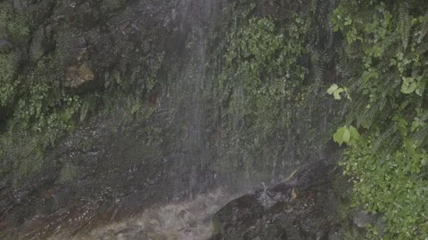 Water Dripping on Mossy Rock Vídeos de archivo 343559479