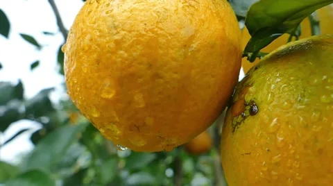 Water Dripping Off Orange Stock Footage 47375833