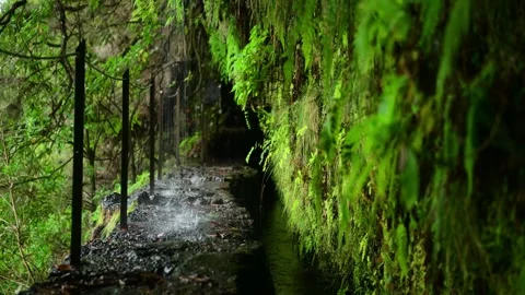Water dripping on the path next to the levada, typical water canal Stock Footage 318517857