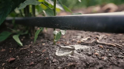 Water Dripping From A Pipe With Drip Irrigation Stock Footage 119142262