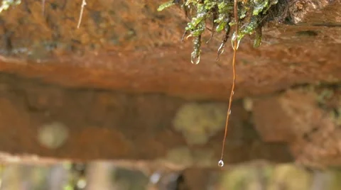 Water Dripping From Plant Root Stockbeeldmateriaal 54182048