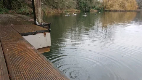 Water dripping into pond while flock of ducks swimming in the background Stock Footage 121882144