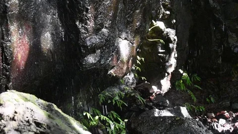 Water dripping onto rainforest rocks Stock Footage 77491845