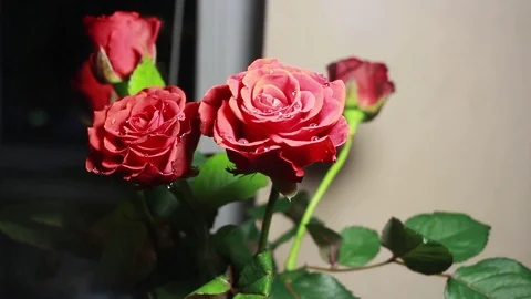 Water dripping on red roses Stock-Footage 111180405